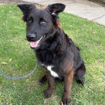 Bea2233 -  Border Collie and German Shepherd Dog Dog for Adoption in San Jacinto, California - Bea2233 | PetCurious