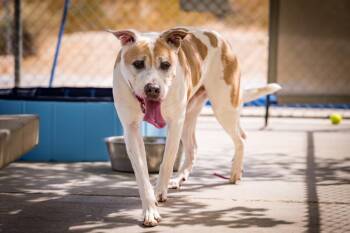 Uno -  Pit Bull Terrier Dog for Adoption in Twentynine Palms, California - Uno | PetCurious