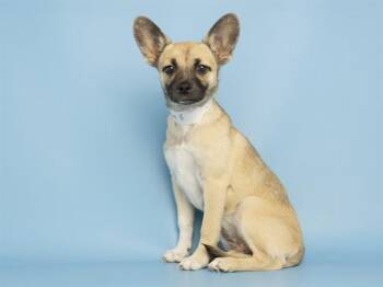 German Shepherd Dog and Mixed Breed Dogs Available for Adoption in Phoenix, Arizona - MEADOW | PetCurious