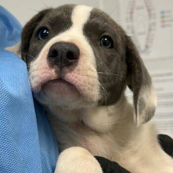 Cassandra -  Boxer and Mixed Breed Dog for Adoption in Abilene, Texas - Cassandra | PetCurious