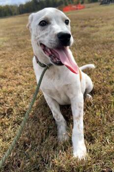 Daisy -  Labrador Retriever and Mixed Breed Dog for Adoption in Morton Grove, Illinois - Daisy | PetCurious