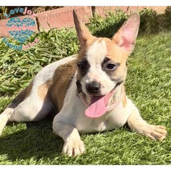 Kornblum Litter-Kylie COH -  French Bulldog and Hound Dog for Adoption in Inglewood, California - Kornblum Litter-Kylie COH | PetCurious