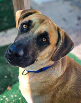 Black Mouth Cur Dogs Available for Adoption - Hendrix | PetCurious