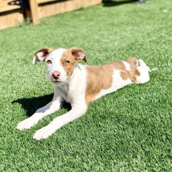 Loretta -  Hound Dog for Adoption in La Grange, Kentucky - Loretta | PetCurious