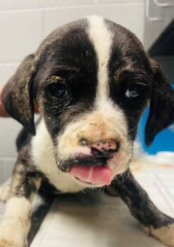 Mixed Breed Dogs Available for Adoption - Jax Pup 5 | PetCurious