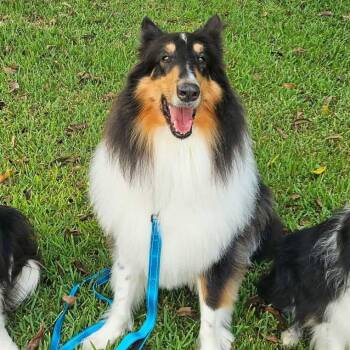 Stash -  Rough Collie Dog for Adoption in Metairie, Louisiana - Stash | PetCurious