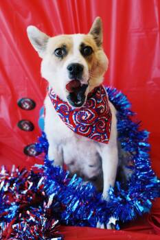 Rescue Cattle Dog and Corgi Dogs for Adoption in Glenpool, Oklahoma - Independence “Indy” | PetCurious