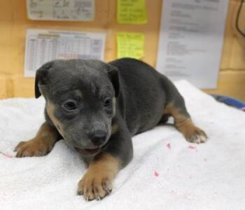 Rescue Terrier and Mixed Breed Dogs for Adoption in Picayune, Mississippi - Amy | PetCurious
