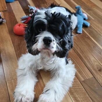 Cocker Spaniel Dogs Available for Adoption - Mako D10691 | PetCurious