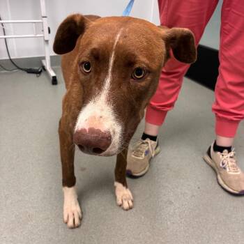 Buzz -  Mountain Cur and Mixed Breed Dog for Adoption in Abilene, Texas - Buzz | PetCurious