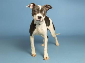 DOLLY -  Pit Bull Terrier and Mixed Breed Dog for Adoption in Phoenix, Arizona - DOLLY | PetCurious