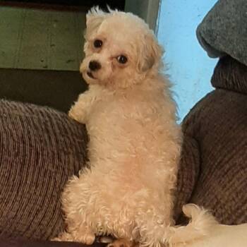 Mango -  Havanese Dog for Adoption in Cincinnati, Ohio - Mango | PetCurious