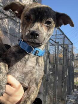 Rescue Chihuahua and Jack Russell Terrier Dogs for Adoption in Oakland, New Jersey - Harry | PetCurious