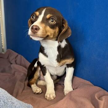 111037 -  Mixed Breed Dog for Adoption in Las Cruces, New Mexico - 111037 | PetCurious