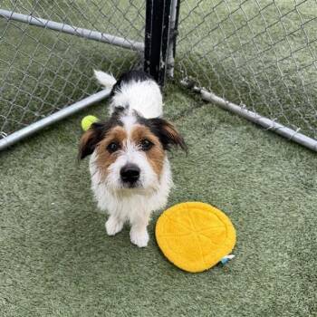 Sherlock -  Terrier and Mixed Breed Dog for Adoption in Long Beach, California - Sherlock | PetCurious
