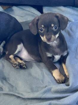 PERLA -  Chihuahua Dog for Adoption in Rossford, Ohio - PERLA | PetCurious