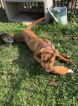Rescue Redbone Coonhound and Labradoodle Dogs for Adoption in Ogontz Campus, Pennsylvania - Scooter | PetCurious