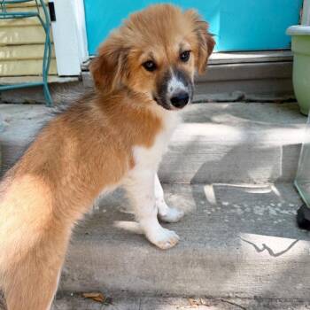 Ivy -  Australian Shepherd and Mixed Breed Dog for Adoption in Lewisville, Texas - Ivy | PetCurious