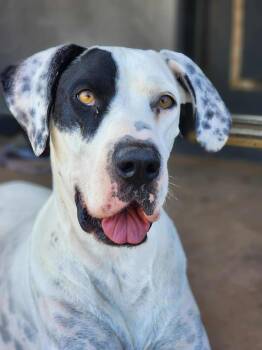 Rescue Great Dane Dogs for Adoption in Tehachapi, California - Ella | PetCurious