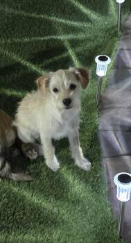 Terrier Dogs Available for Adoption in Las Vegas, Nevada - Ghost Aka Lil G | PetCurious