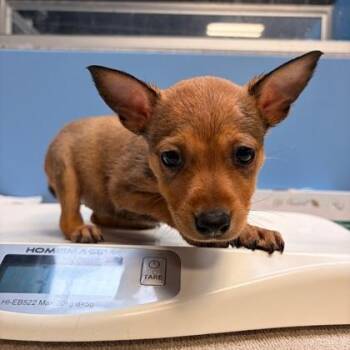 Catherine -  Terrier and Mixed Breed Dog for Adoption in Morton Grove, Illinois - Catherine | PetCurious