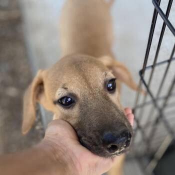 Stretch -  Hound and Terrier Dog for Adoption in Escondido, California - Stretch | PetCurious