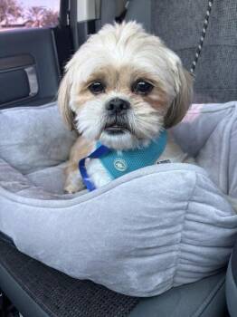 Chewbacca -  Shih Tzu Dog for Adoption in Maitland, Florida - Chewbacca | PetCurious
