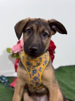German Shepherd Dog and Belgian Shepherd Sheepdog Dogs Available for Adoption in Carlsbad, California - Bruce Willis-One Of Our Amazing Rescue Dogs | PetCurious