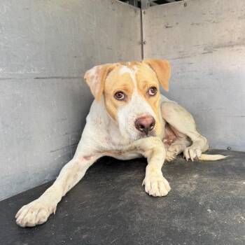 JJ -  Pit Bull Terrier and Mixed Breed Dog for Adoption in Edinburg, Texas - JJ | PetCurious