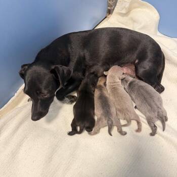 Jovie -  Dachshund and Mixed Breed Dog for Adoption in Englewood, Florida - Jovie | PetCurious