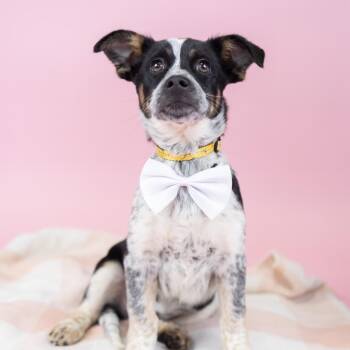 Mixed Breed and Cattle Dog Dogs Available for Adoption - Spaghetti | PetCurious