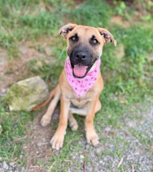 Lola -  Black Mouth Cur and Mixed Breed Dog for Adoption in Ellijay, Georgia - Lola | PetCurious