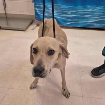 Dolly "Parton" -  Mixed Breed Dog for Adoption in Lake Panasoffkee, Florida - Dolly "Parton" | PetCurious