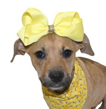 Rescue Labrador Retriever Dogs for Adoption in Springfield, Ohio - Meatball | PetCurious