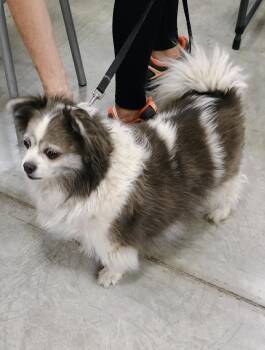 Pomeranian and Chihuahua Dogs Available for Adoption in Millville, Utah - Gunnar | PetCurious