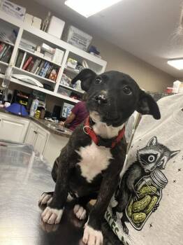 Mixed Breed Dogs Available for Adoption in Brunswick, Maine - Luna | PetCurious