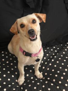 Elsa -  Chihuahua and Dachshund Dog for Adoption in Orange, California - Elsa | PetCurious
