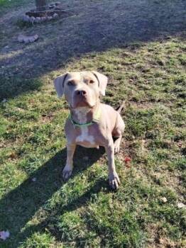 Rescue Pit Bull Terrier Dogs for Adoption in Oswego, Illinois - Princess Fiona | PetCurious