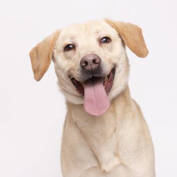 Yellow Labrador Retriever Dogs Available for Adoption - Mace | PetCurious