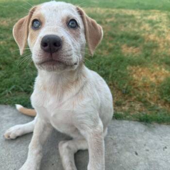Skye -*Available 8/29*Chino Hills Location -  Shepherd and Cattle Dog Dog for Adoption in Chino Hills, California - Skye -*Available 8/29*Chino Hills Location | PetCurious