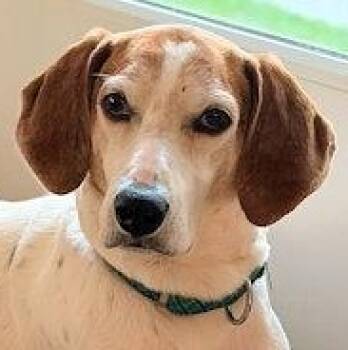 Treeing Walker Coonhound Dogs Available for Adoption - PLEASE HELP Jimmy Dean (GA) | PetCurious