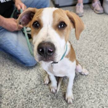 Rescue Boxer and Terrier Dogs for Adoption in Kingman, Kansas - Ichi-Ban | PetCurious