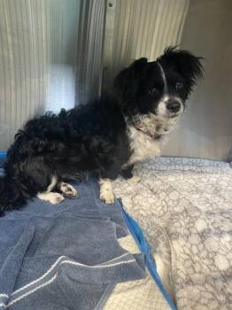 Terrier Dogs Available for Adoption - HOPPER | PetCurious