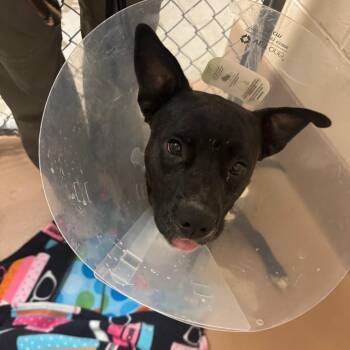 Pit Bull Terrier Dogs Available for Adoption in Reno, Nevada - Tanka Jahari | PetCurious