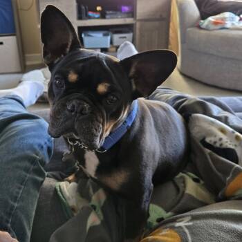 Rescue Mixed Breed and English Bulldog Dogs for Adoption in West Olive, Michigan - Reese | PetCurious