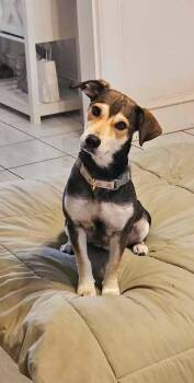 Allie -  Australian Cattle Dog Blue Heeler Dog for Adoption in Denver, Colorado - Allie | PetCurious