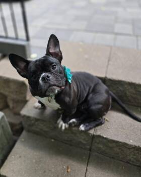 Caliente -  French Bulldog Dog for Adoption in Brooklyn Center, Minnesota - Caliente | PetCurious