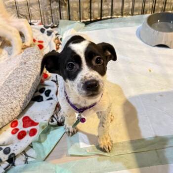 Mixed Breed Dogs Available for Adoption in Buffalo, Minnesota - Starfire | PetCurious