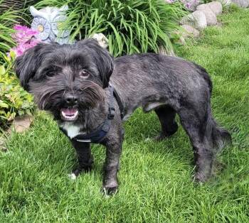 Shih Tzu Dogs Available for Adoption in Mundelein, Illinois - Todd | PetCurious