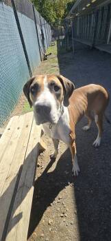 Cheese -  Great Dane Dog for Adoption in Orange, Virginia - Cheese | PetCurious